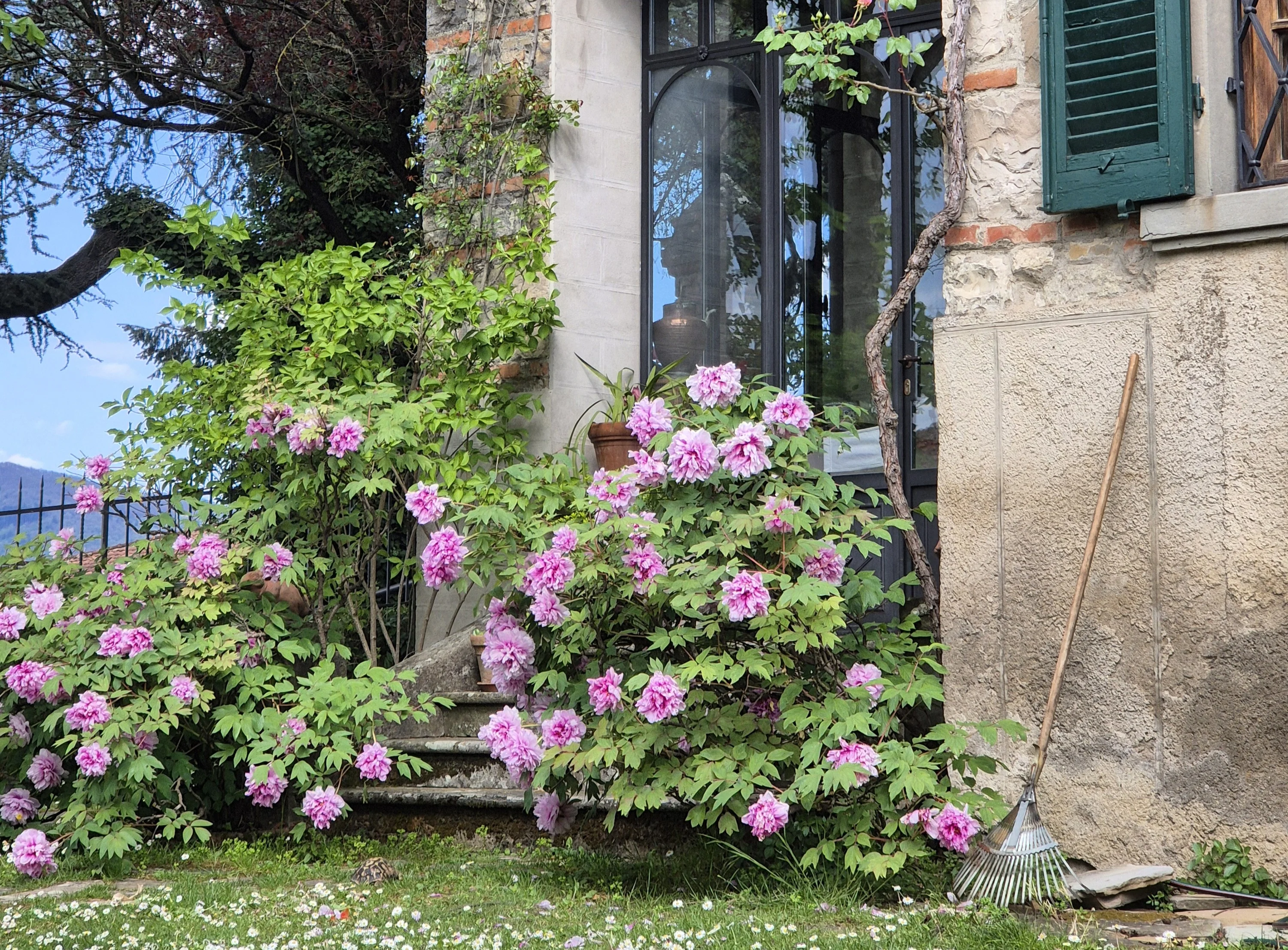 Paesaggio collinare con arbusti fioriti